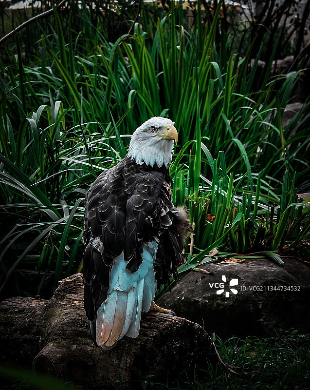 秃鹰栖息在岩石上特写，美国宾夕法尼亚州图片素材