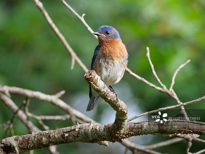 栖息在树枝上的鸣禽特写，美国图片素材