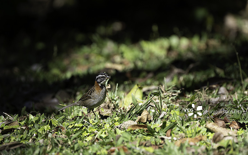 特写：鸣禽知更鸟栖息于草地，哥斯达黎加蓬塔雷纳斯省图片素材