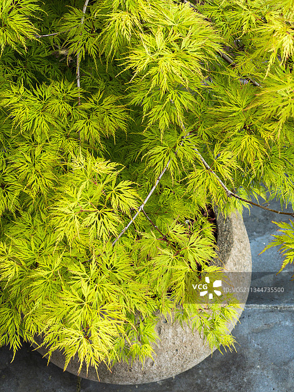 野外植物生长的高角度视角图片素材