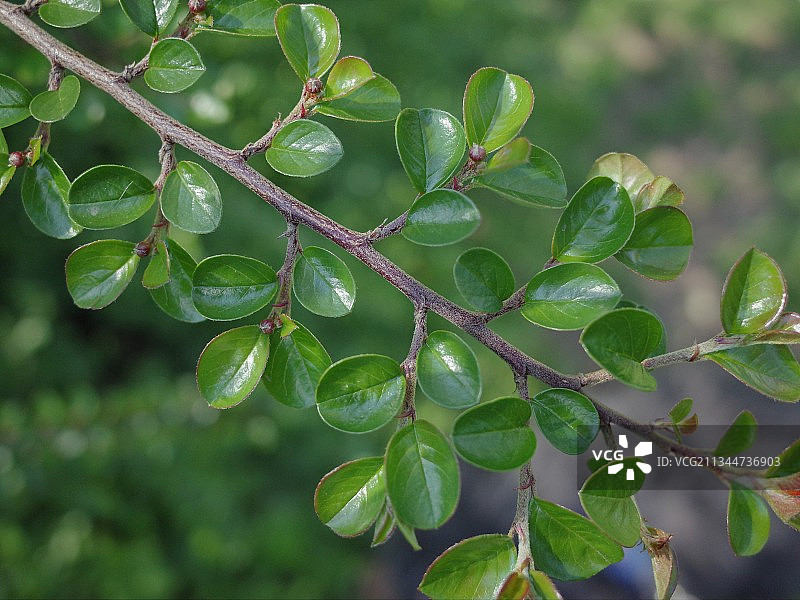 雨季潮湿植物叶片的特写镜头图片素材