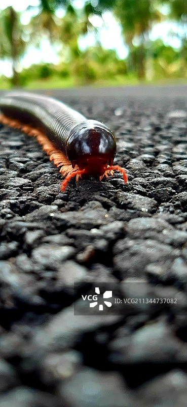 道路上的昆虫特写，印度图片素材