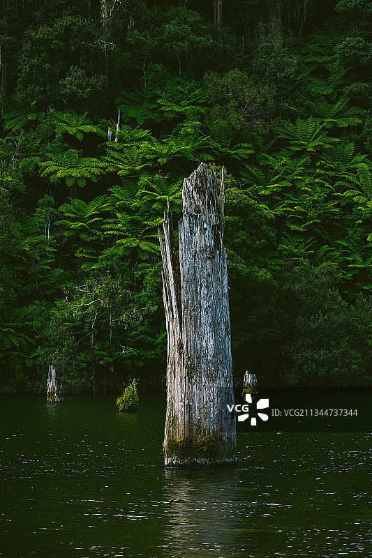 澳大利亚森林湖泊风光图片素材