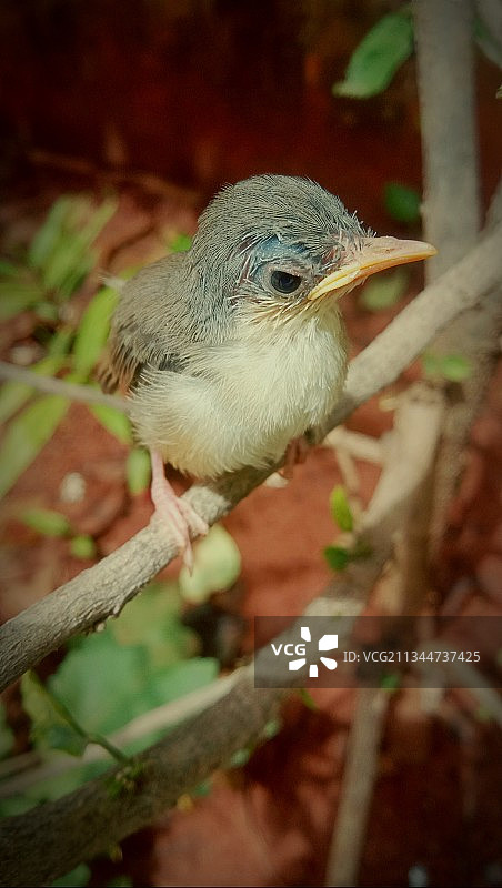 热带莺栖息在树枝上的特写，印度瓦朗加尔图片素材