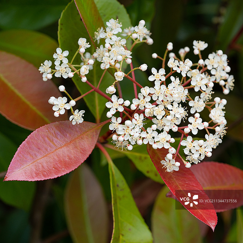 白色开花植物的特写图片素材