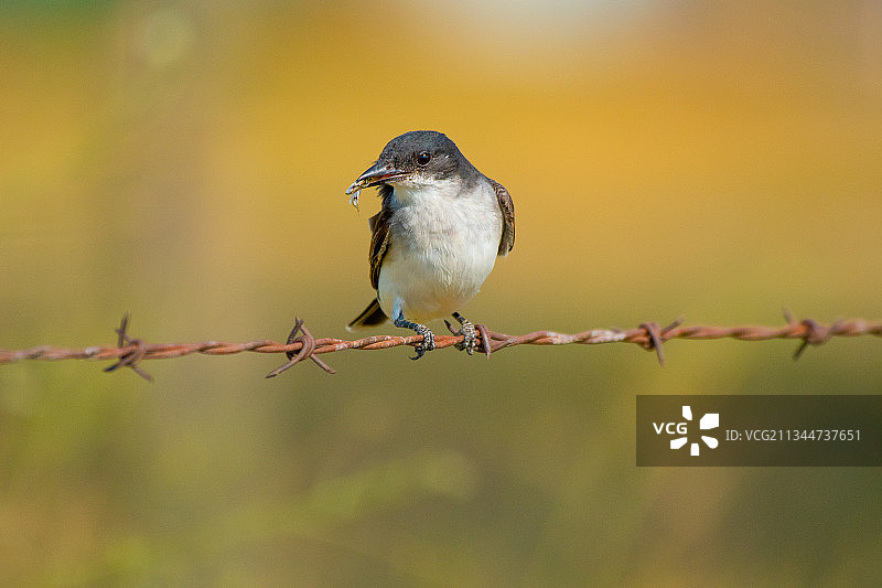 鸣禽莺雀栖息在带刺铁丝网上的特写，法戈，北达科他州，美国图片素材