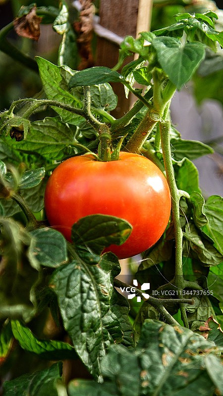 西红柿在植物上生长的特写镜头图片素材