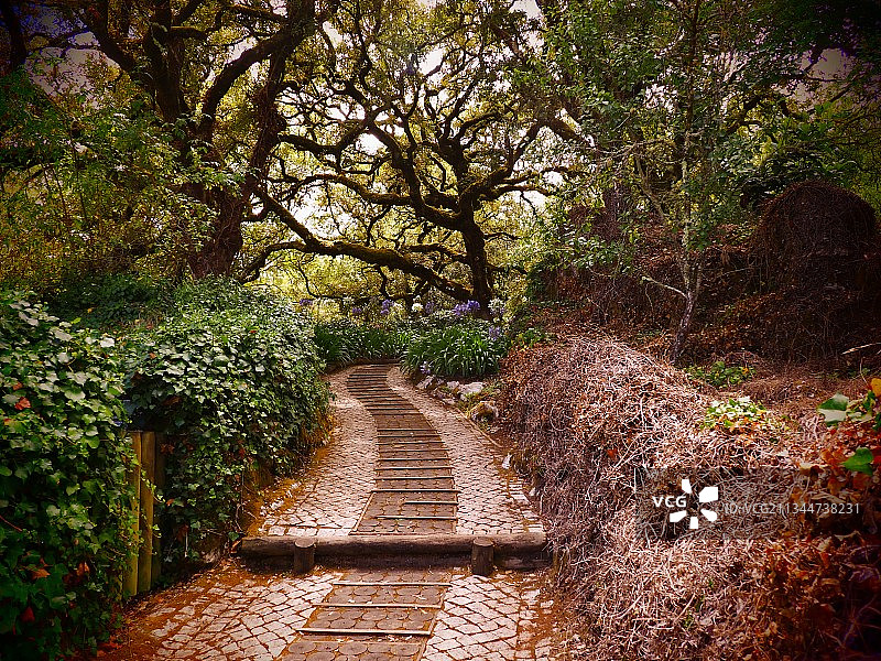 公园里生长的树木图片素材