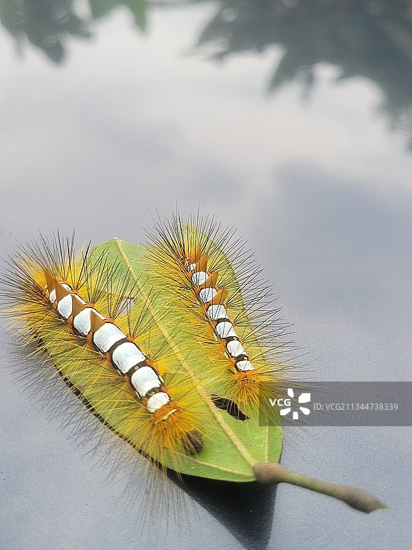 毛毛虫在树叶上的特写图片素材