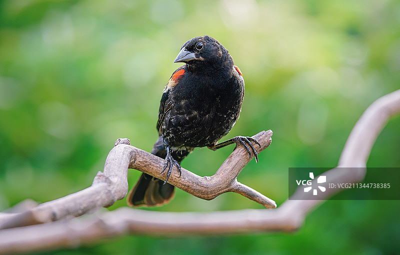 鸣禽栖息在树枝上的特写，美国密歇根州诺维图片素材