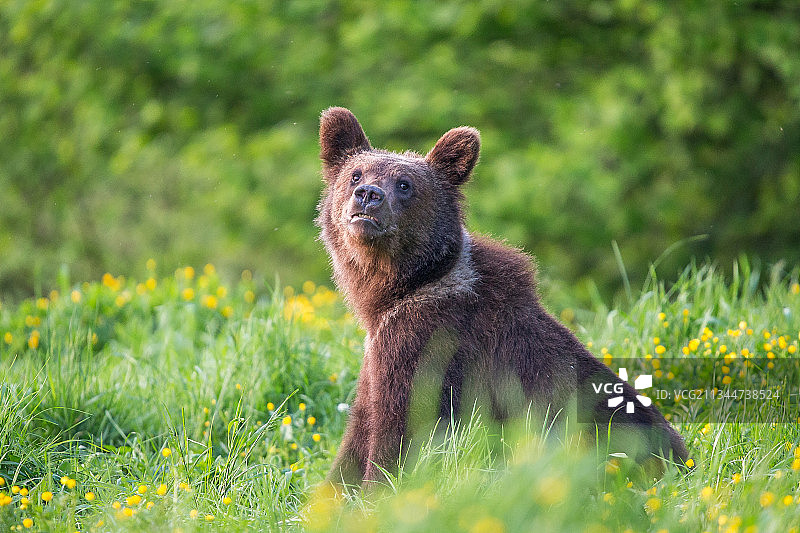 一只棕熊图片素材