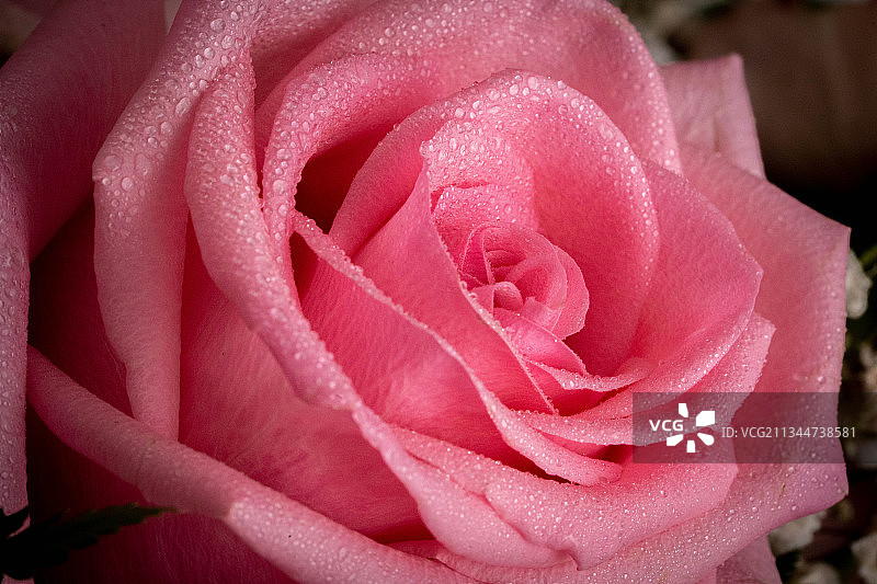 粉红玫瑰的特写图片素材