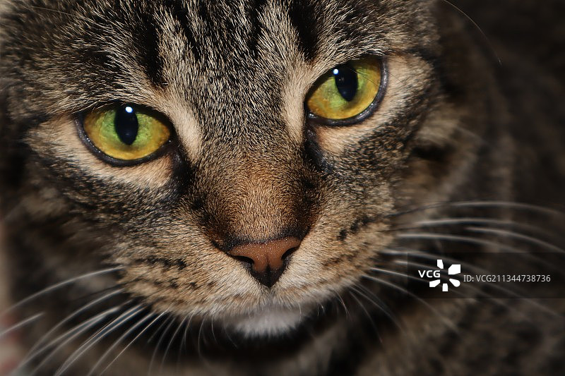 加拿大多伦多安大略省猫的特写图片素材