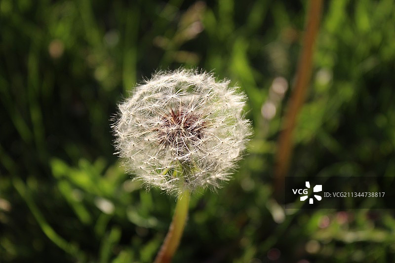 土耳其的蒲公英花朵特写图片素材