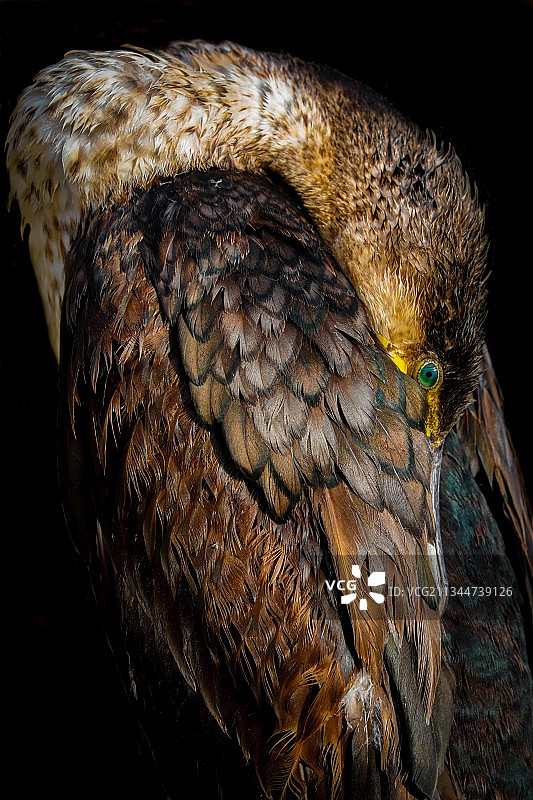 黑色背景下的猛禽老鹰特写图片素材