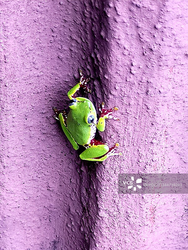 墙上昆虫的特写镜头图片素材