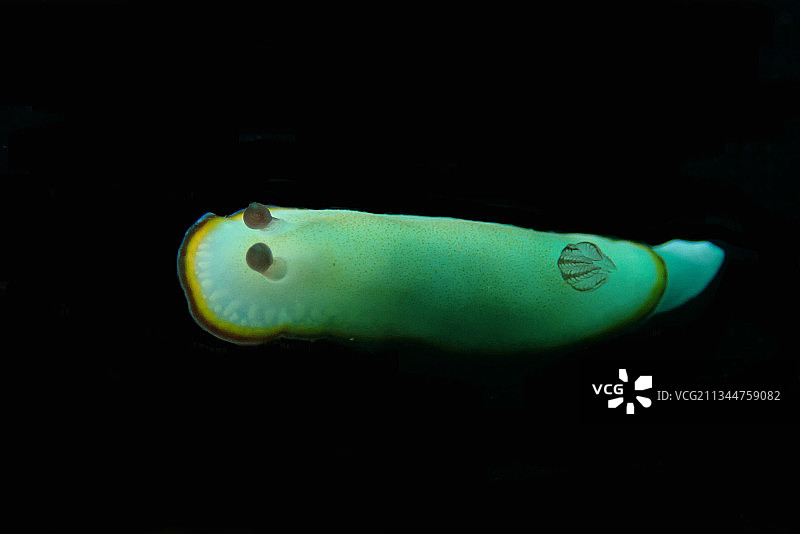 深圳15号海兔、Chromodoris sinensis图片素材