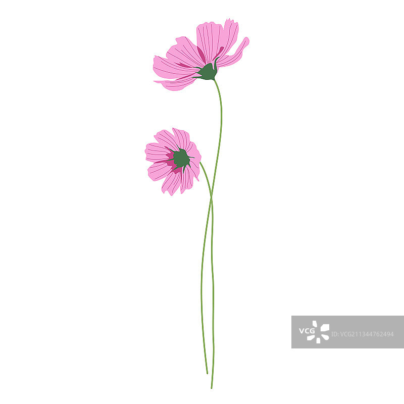 夏天里长茎的两朵粉色波斯菊花图片素材