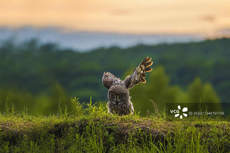 乌林鸮图片素材