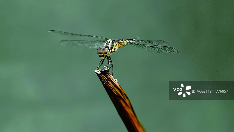 蜻蜓图片素材