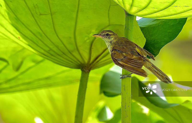 荷花上的大苇莺Large storo图片素材