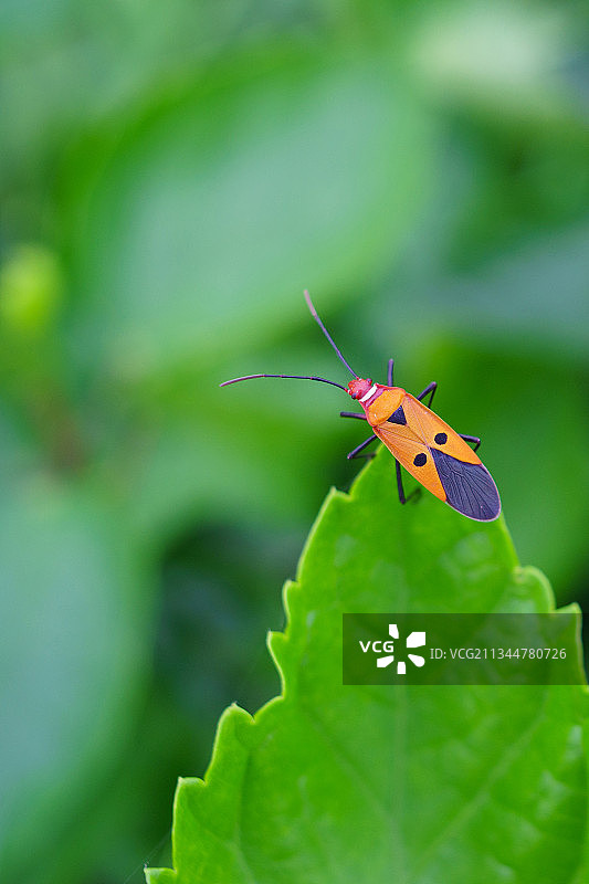 棉红蝽图片素材