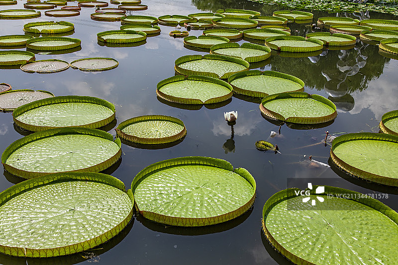 辰山植物园玉莲池王莲连成一片图片素材