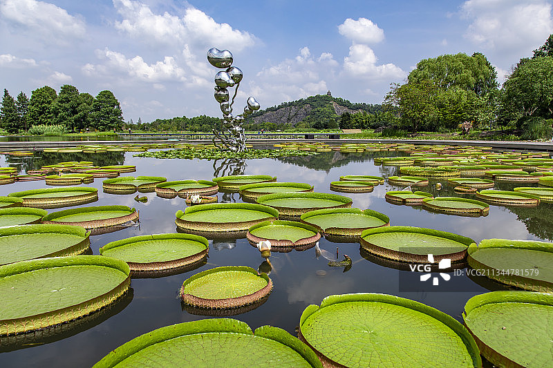辰山植物园玉莲池王莲图片素材