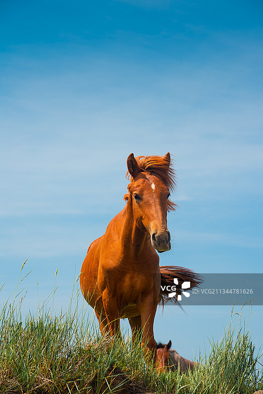 山上的一匹枣红马图片素材