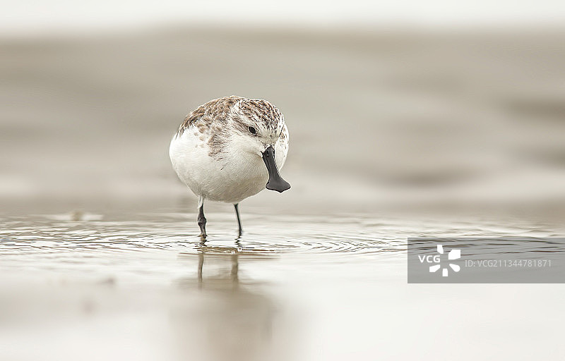 勺嘴鹬图片素材