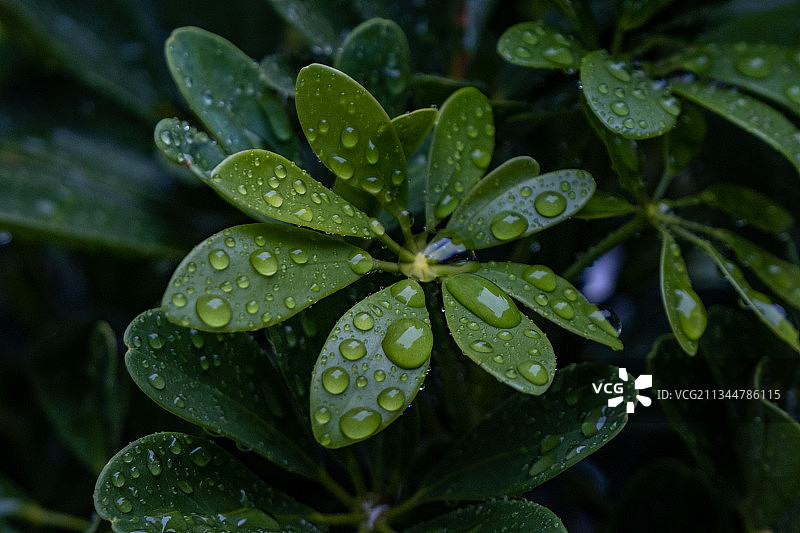 水滴，水，雨水，特写，湿图，水珠图片素材