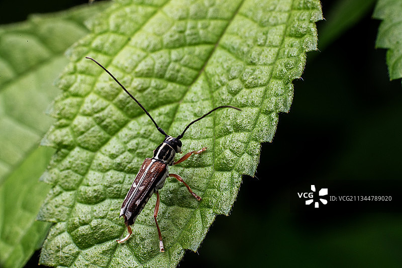 重庆四面山自然保护区 酷炫萌虫千姿百态图片素材