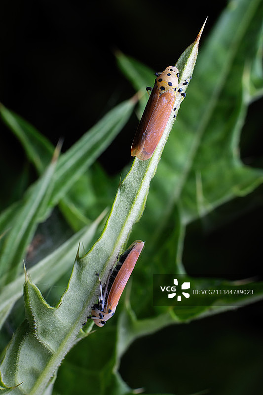 重庆四面山自然保护区 酷炫萌虫千姿百态图片素材