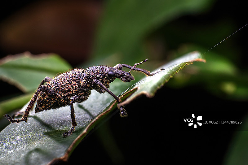 重庆四面山自然保护区 酷炫萌虫千姿百态图片素材
