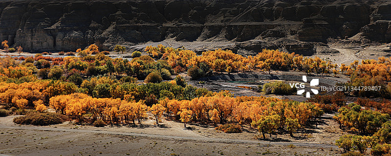 新疆克拉玛依胡杨图片素材