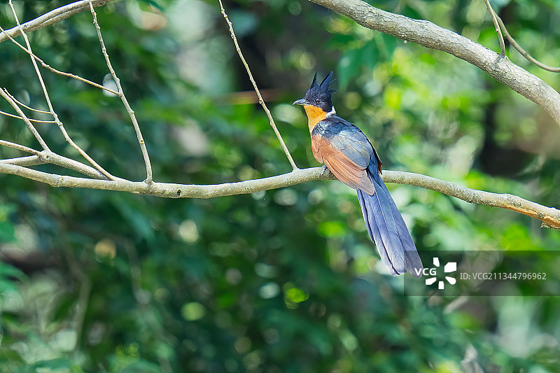 红翅凤头鹃图片素材