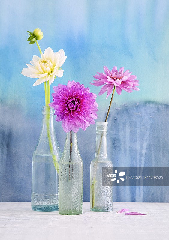 插在复古玻璃瓶中的单朵大丽花，背景是淡蓝色墙面图片素材