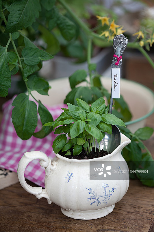 种植在牛奶罐中的罗勒，附带旧勺子制成的植物标签图片素材
