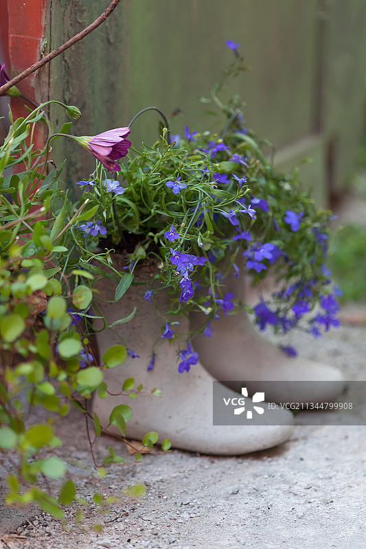种植着半边莲的灰色惠灵顿靴图片素材