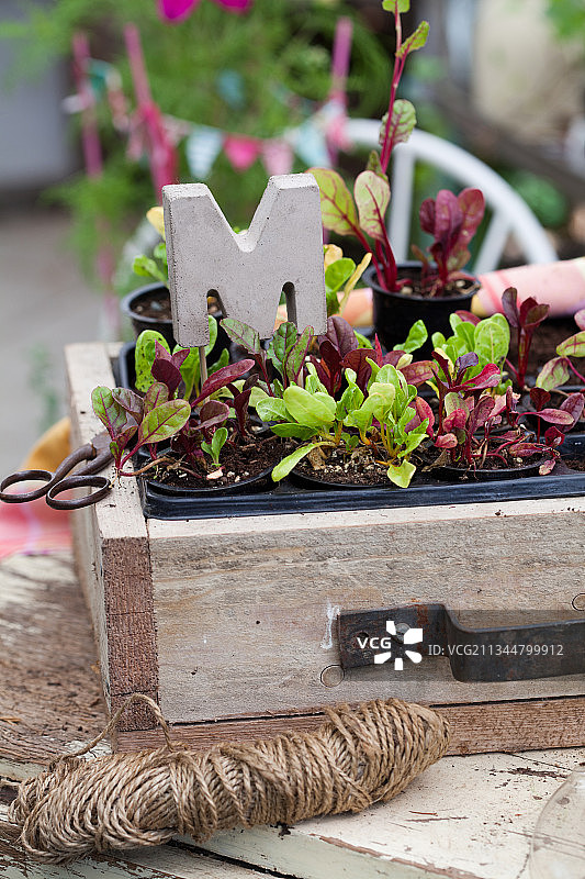 木箱中带有装饰性混凝土字母的瑞士甜菜苗图片素材