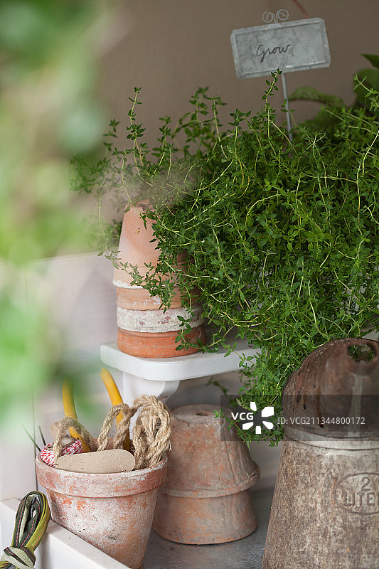 架子上的百里香和乡村赤陶盆图片素材