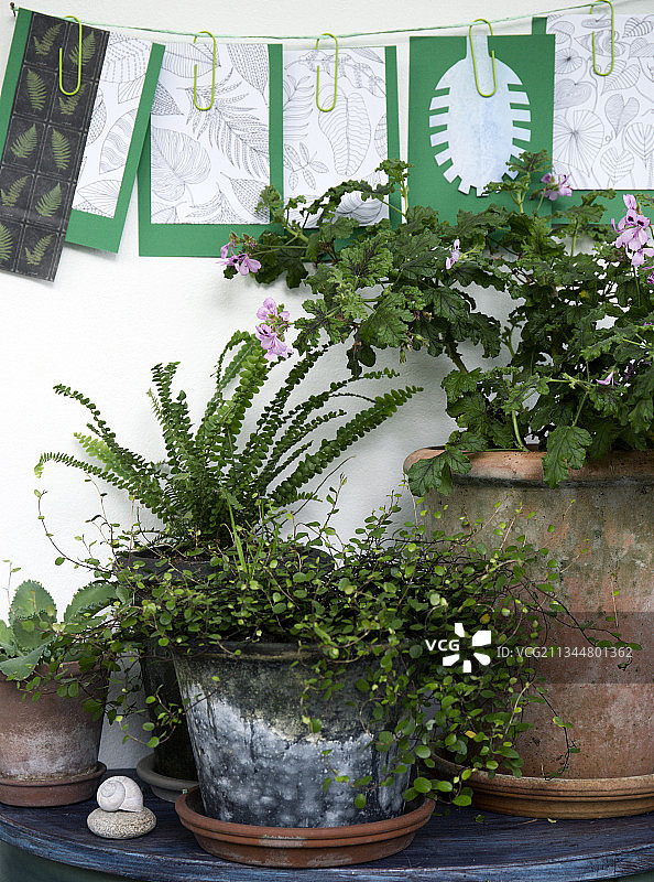 带有植物图案的自制贺卡和室内植物图片素材