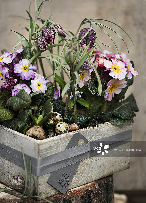 灰色木箱中的报春花和棋盘花图片素材