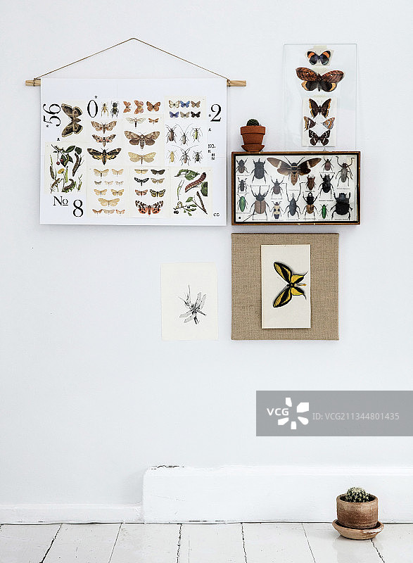 昆虫标本盒，蝴蝶图案海报和明信片墙面装饰图片素材