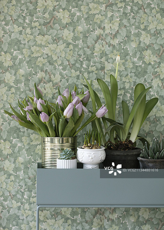 锡罐中的郁金香和花架上的植物图片素材