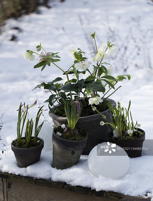 雪地里的圣诞玫瑰、葡萄风信子、风信子和粉色须芒草图片素材