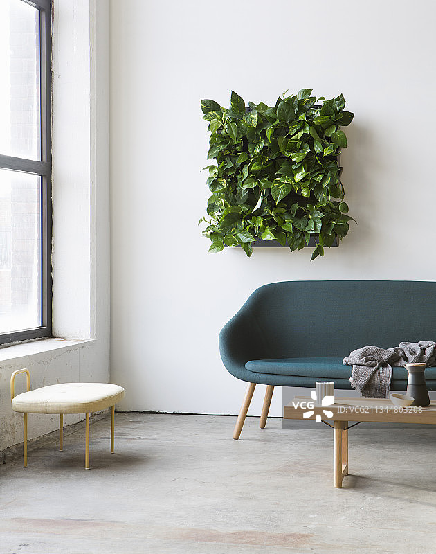 沙发上方方形绿色墙壁花盆中的绿萝图片素材