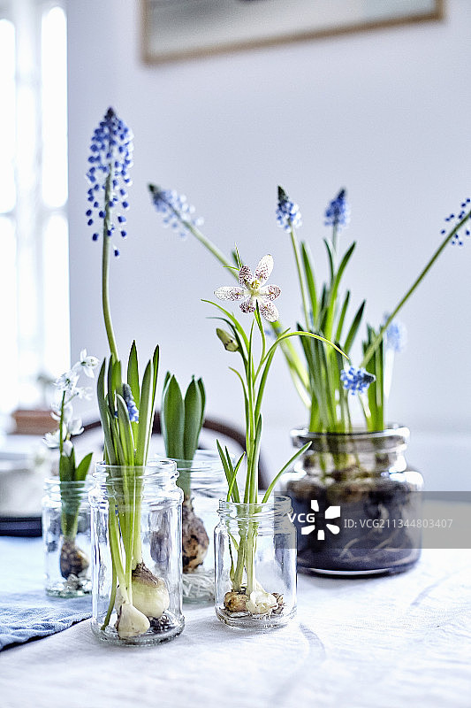 玻璃罐中的开花球茎，作为桌上的春季装饰图片素材