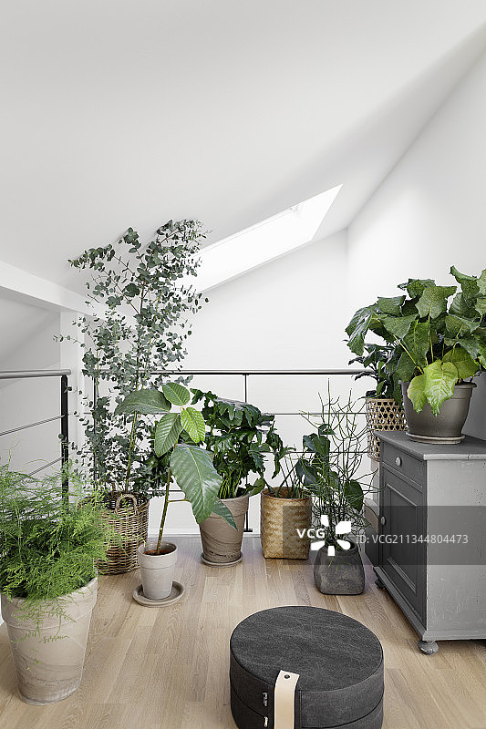 倾斜天花板下画廊层上的室内盆栽图片素材