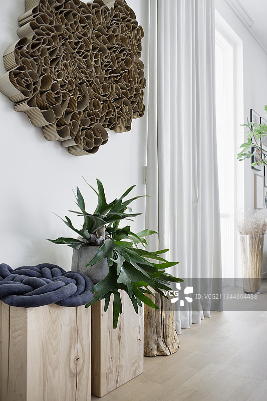 木块上的鹿角蕨图片素材